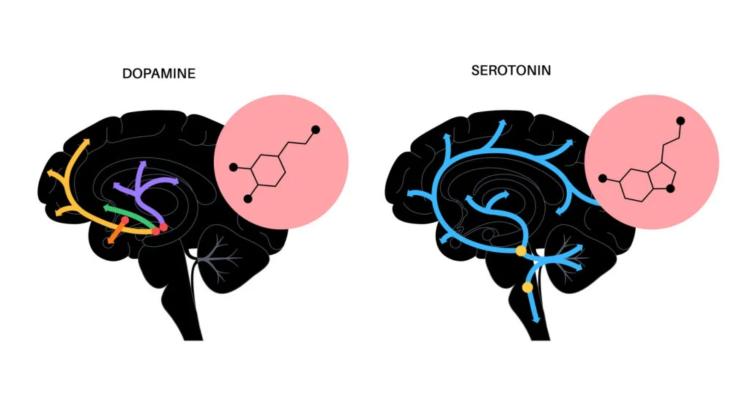 Dopamine